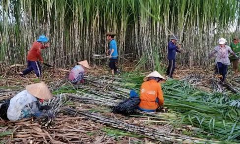 越南变化确实大，以前喊越南人过来广西砍甘蔗，一天50元人民币，后来变100人民币