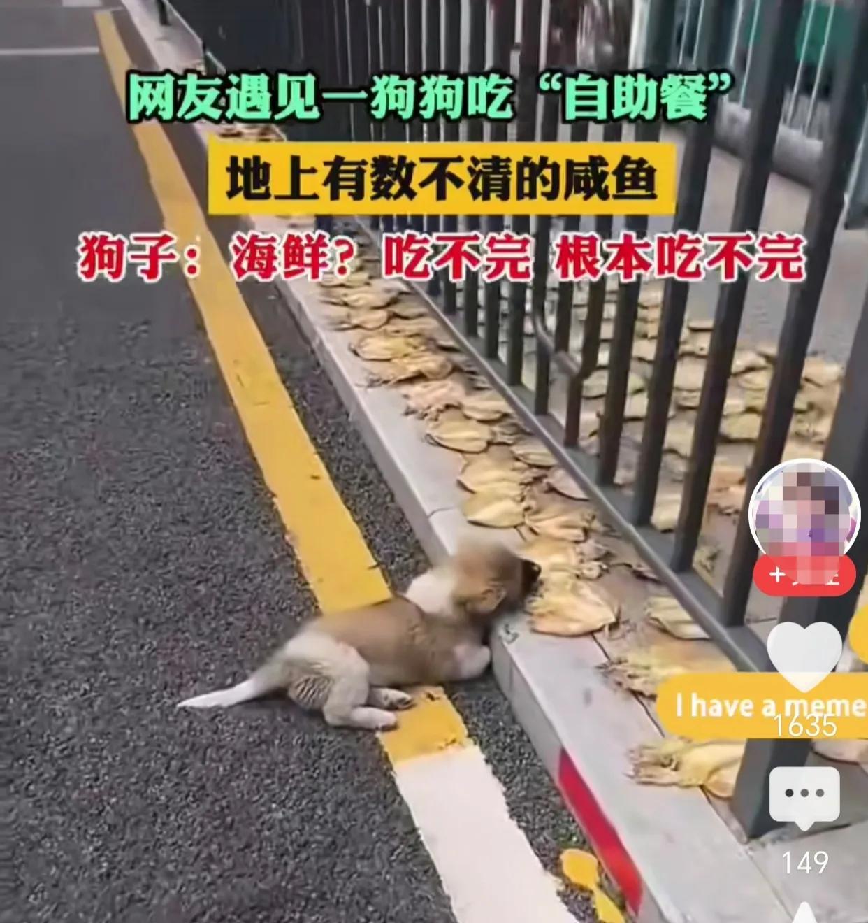 近日有网友拍到路边一个有趣的画面，一只小土狗正趴在人行道边，津津有味的啃着晒在地