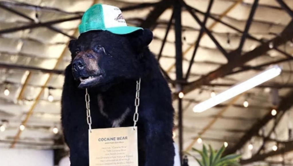 1985年，毒贩桑顿的飞机出事了，1500万美元的可卡因掉进了森林，然后，一