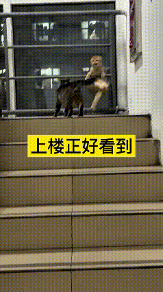 你看看这个视频，小姐姐上楼的时候刚好撞见俩小猫在台阶上掐架，可把我给看乐了。就