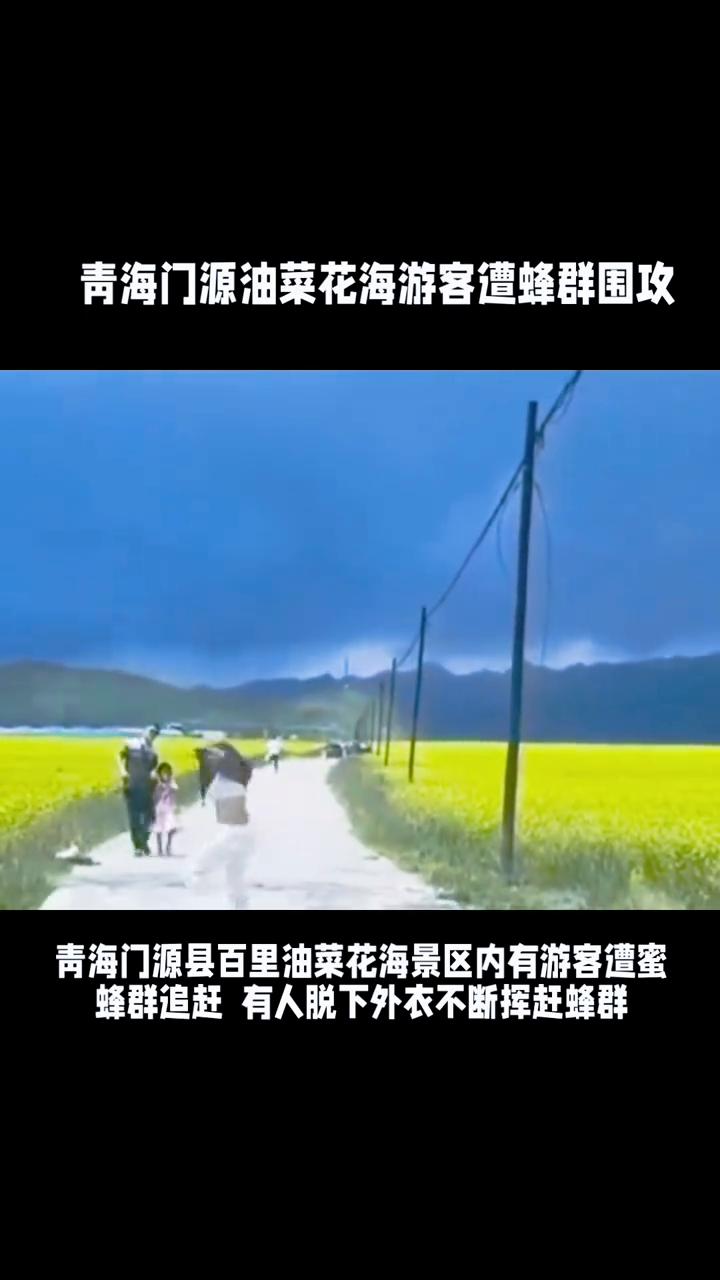 青海门源油菜花海游客遭蜂群围攻。青海门源县百里油菜花海景区内有游客遭蜜蜂围攻，