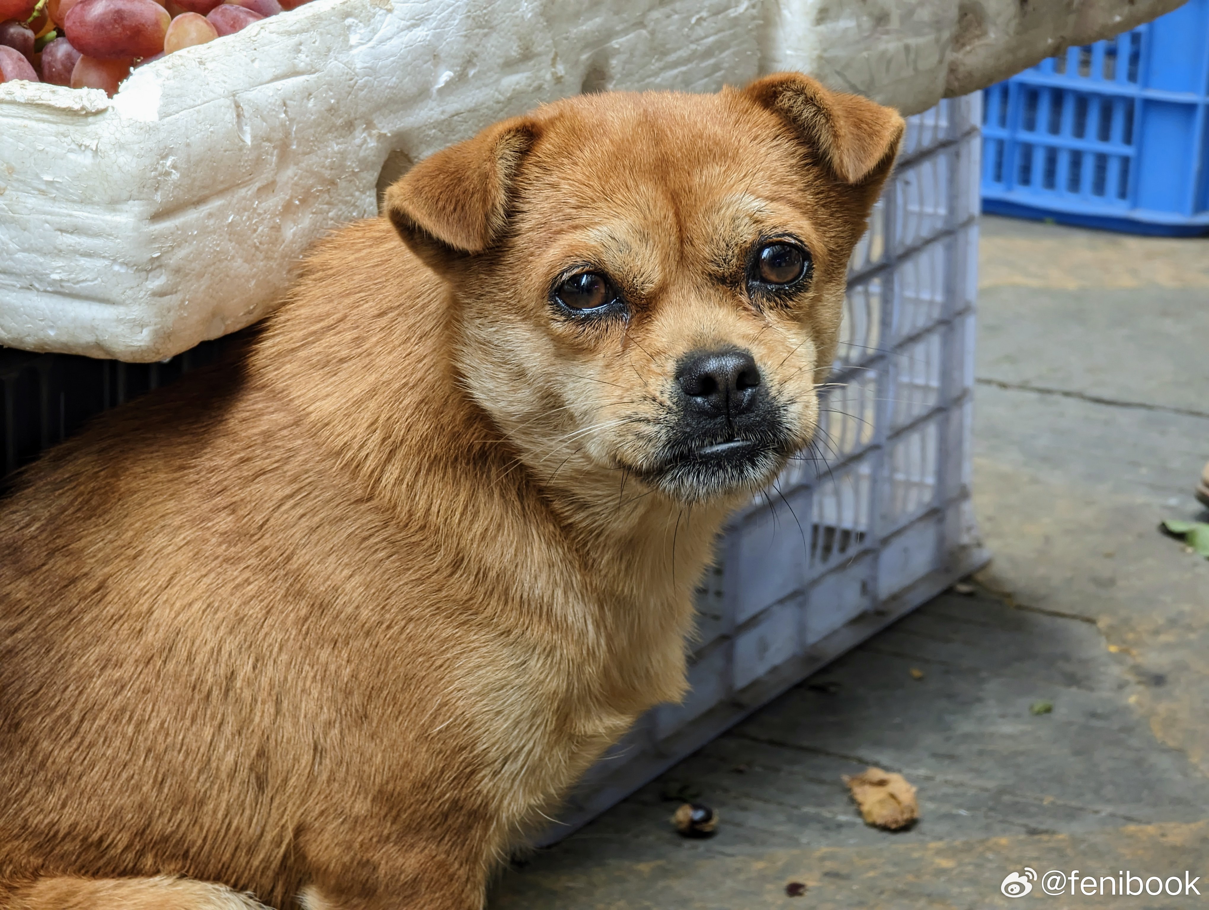 中华田园犬禁养我在大城市待了三年，名贵的泰迪，我养了三年。洗澡要钱，狗粮要钱