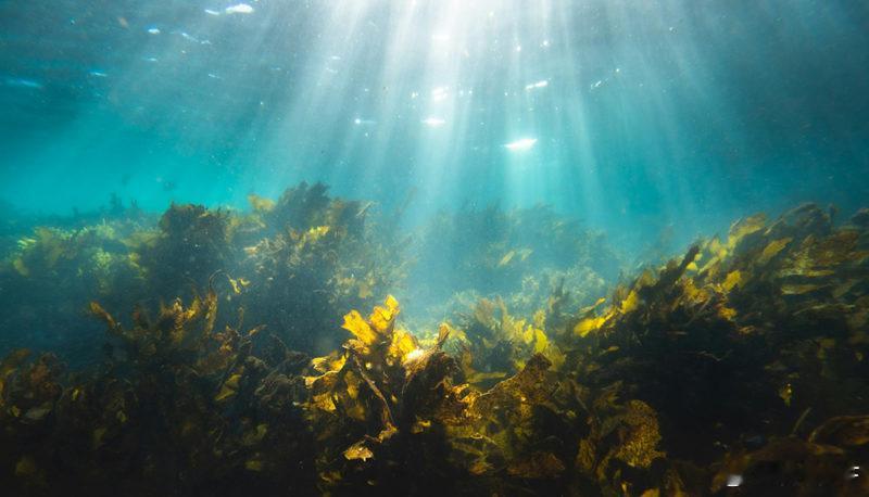 【海洋升温有证据？研究：每十年增温幅度快四倍】去年夏季热得让人印象深刻，连海水都