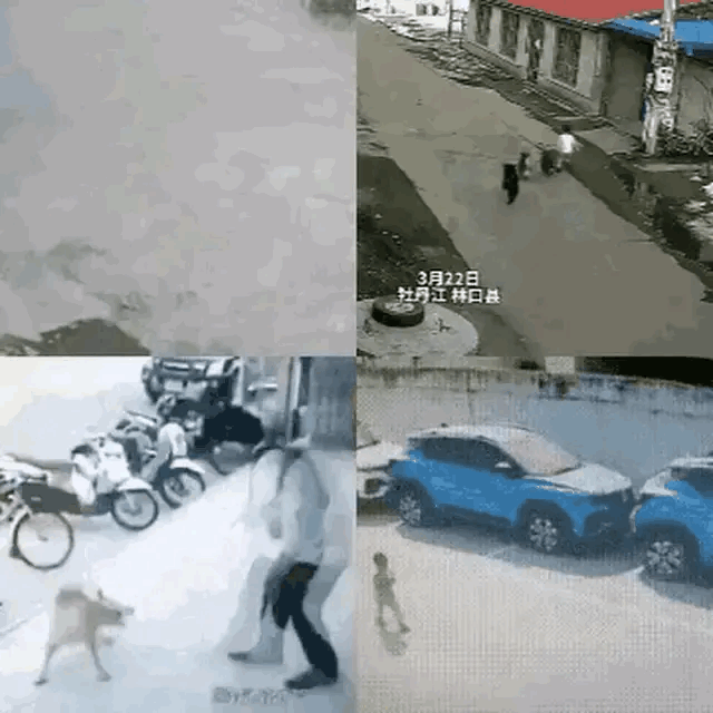 投毒害犬只，被判4年！引发的留言：1、追责不能一边倒，投毒违法，要服法，养狗遛