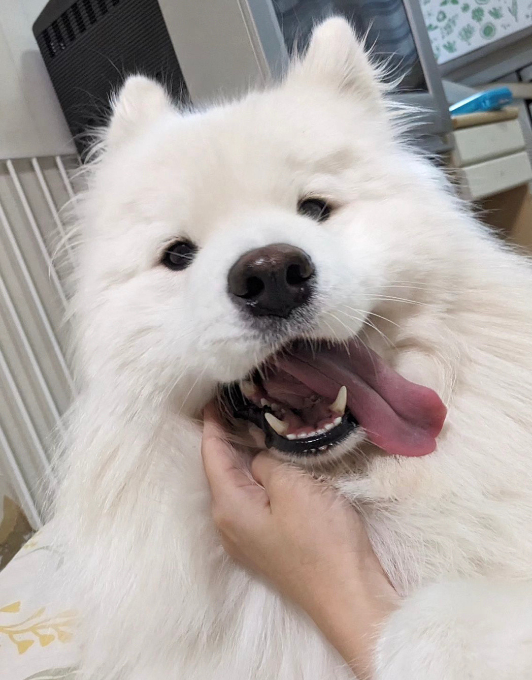 你看，我没有蛀牙耶！