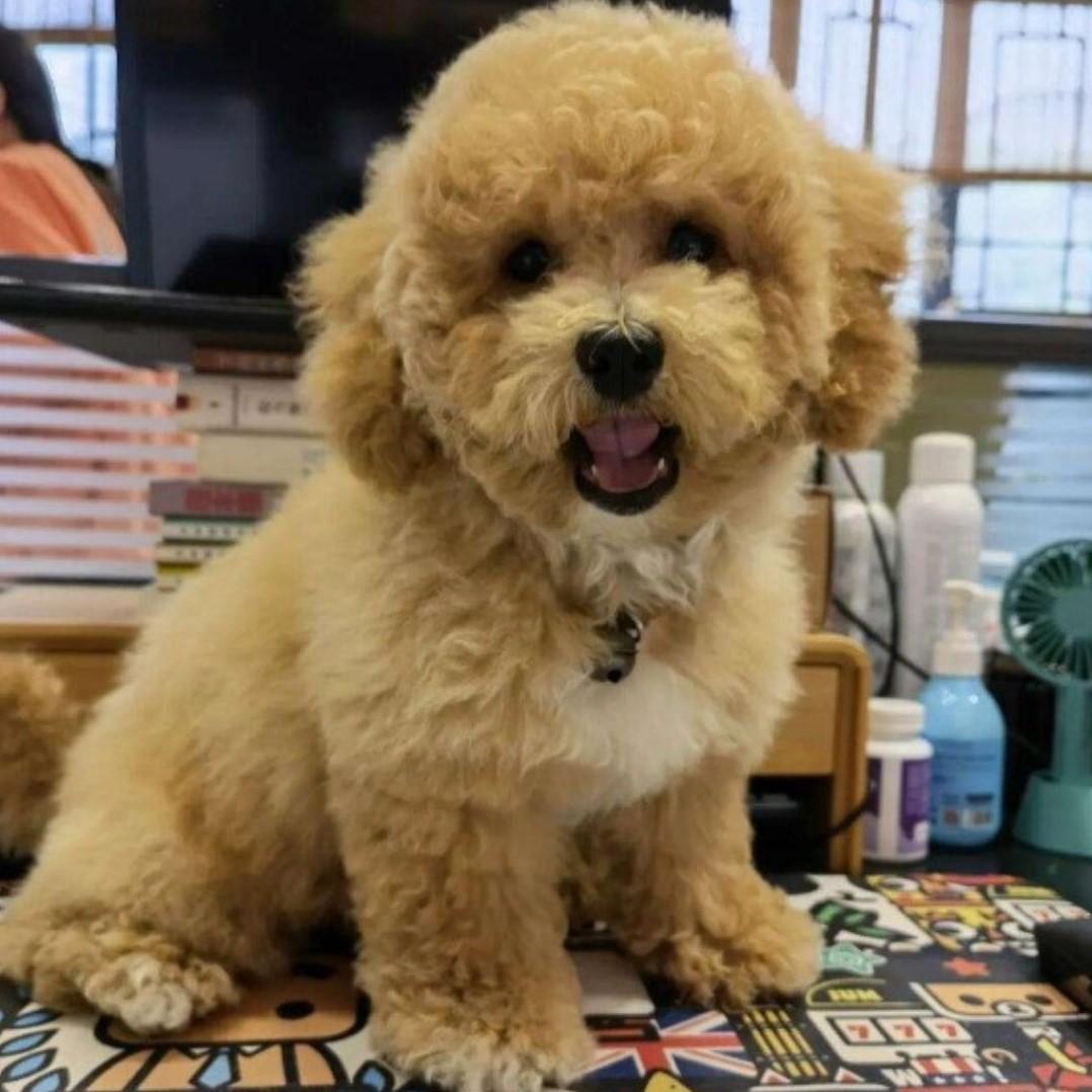 毒死九条狗，被判四年。老汉张某，今年65岁了，他非常讨厌狗，而他小区里面有很多