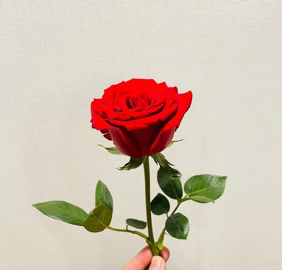 记得肖战说“有心，春暖艳阳天”！肖战应该是世界上收到玫瑰花最多的男人了吧！小城良