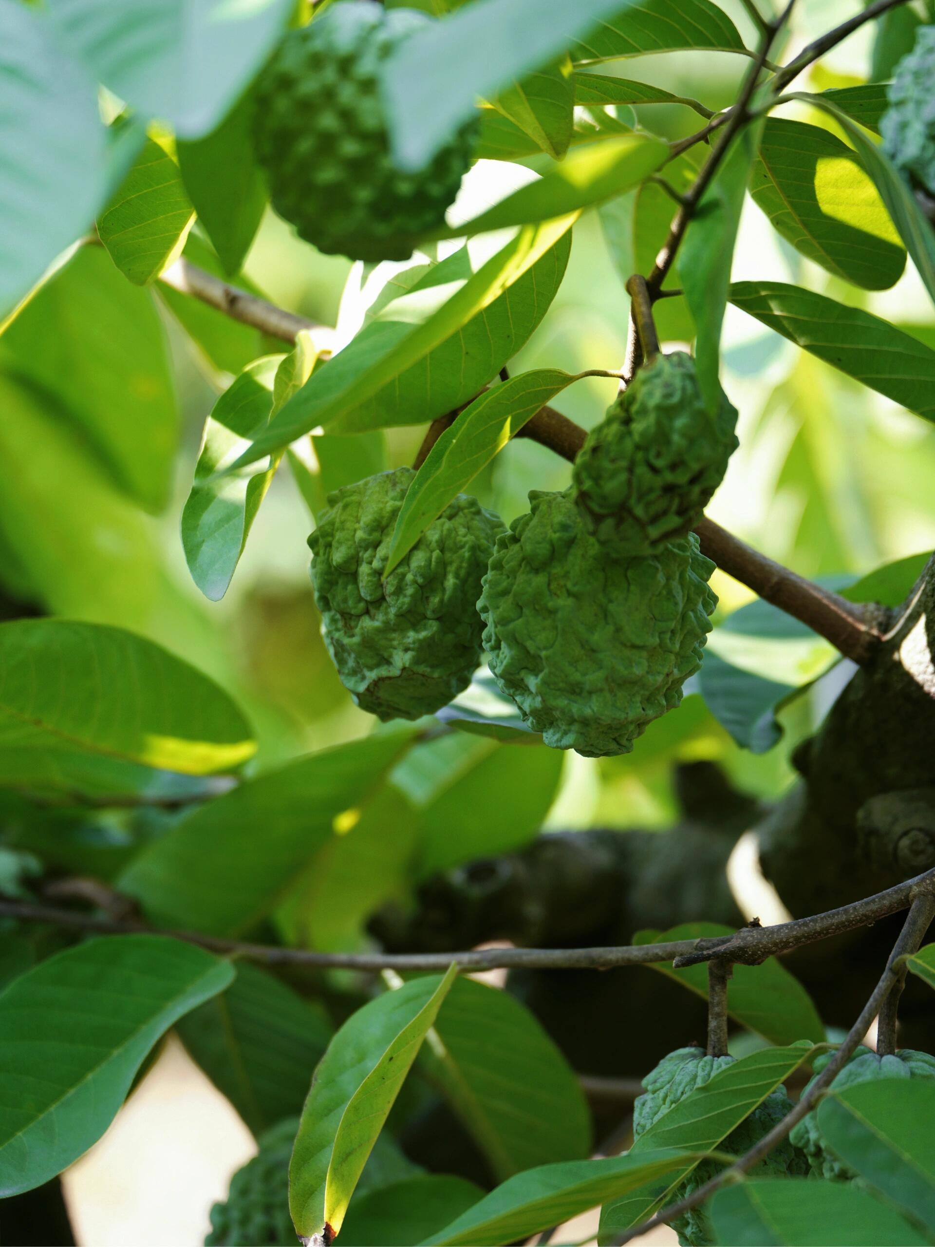 释迦果树的种植方法释迦果喜欢温暖湿润的气候，因此适宜在沙质、深厚、排水良好、肥沃