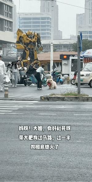 养狗的人都爱戴口罩，今天算是找到原因了。这是养了个祖宗，正经松狮绝不会这样，估