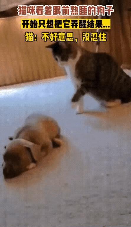 笑不活了！山东，猫咪睡醒后很迷惑的看着眼前还在熟睡的狗狗，它心里一时有点不痛快。