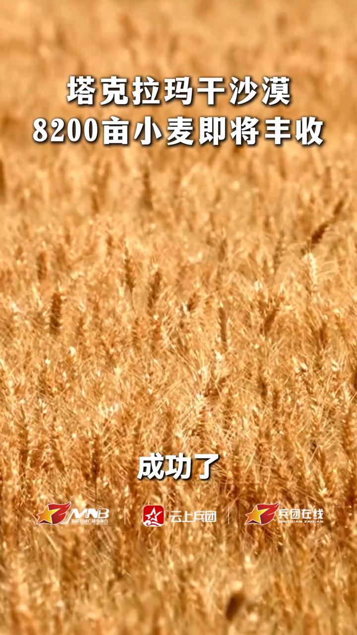 塔克拉玛干沙漠8200亩小麦即将丰收。云上兵团。塔克拉玛干沙漠在治沙人眼里是