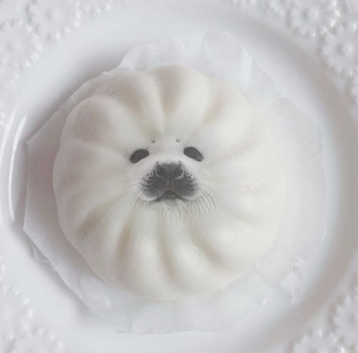 生日快乐！今天一改往常嗷！今天生日的朋友，来你今天变虎鲸哎呀