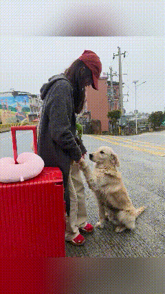 恁瞅瞅这画面，心都软塌塌咯！闺女要去上大学了，拎着红箱子就要走，家里那只金毛可舍
