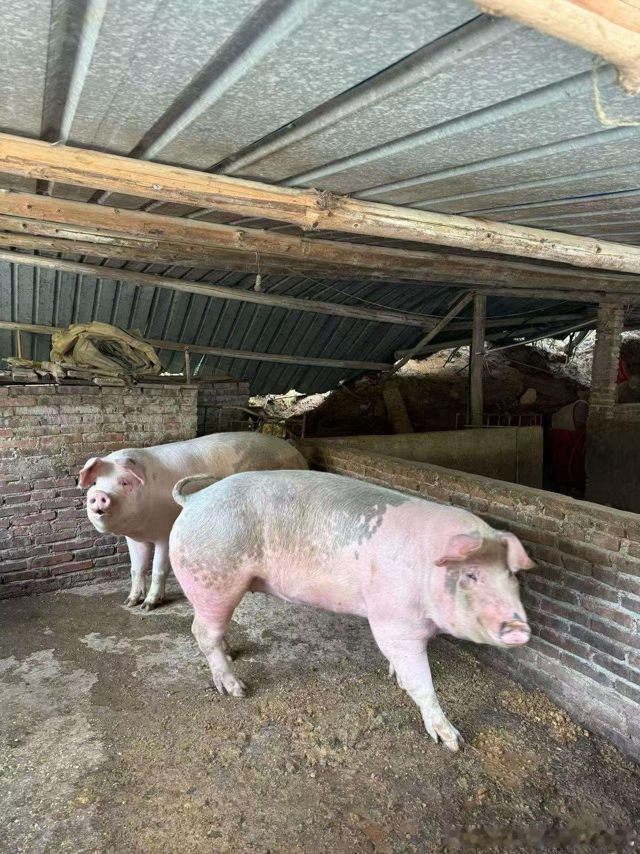 养了一年半的大猪，快500斤了，又长又大，就是不肥，叔叔说，养这两头猪会亏本，除