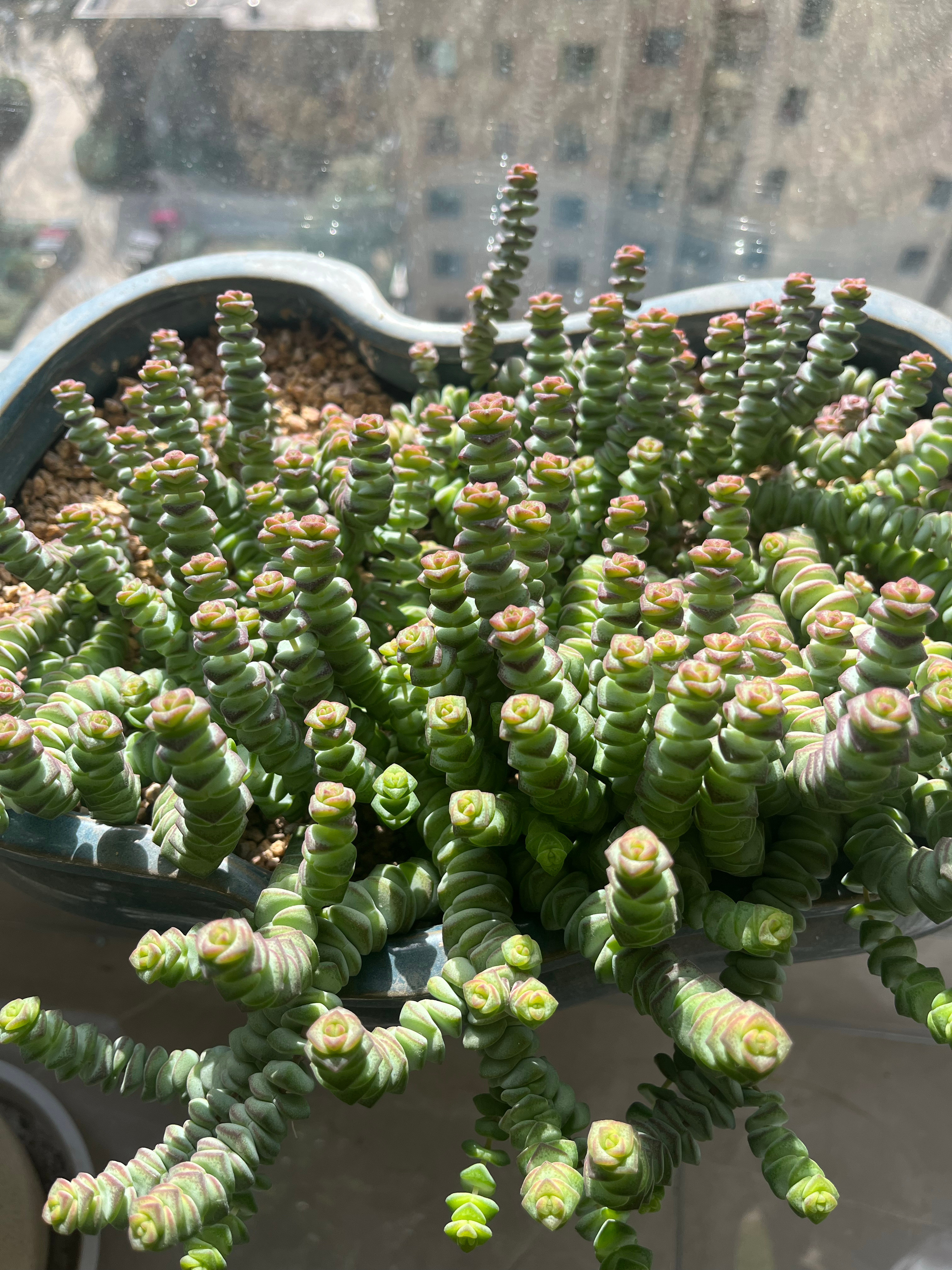 我这盆钱串重生了。之前可能因为夏季暴晒，几乎都要挂了。我换了新土，用仅剩的一些小