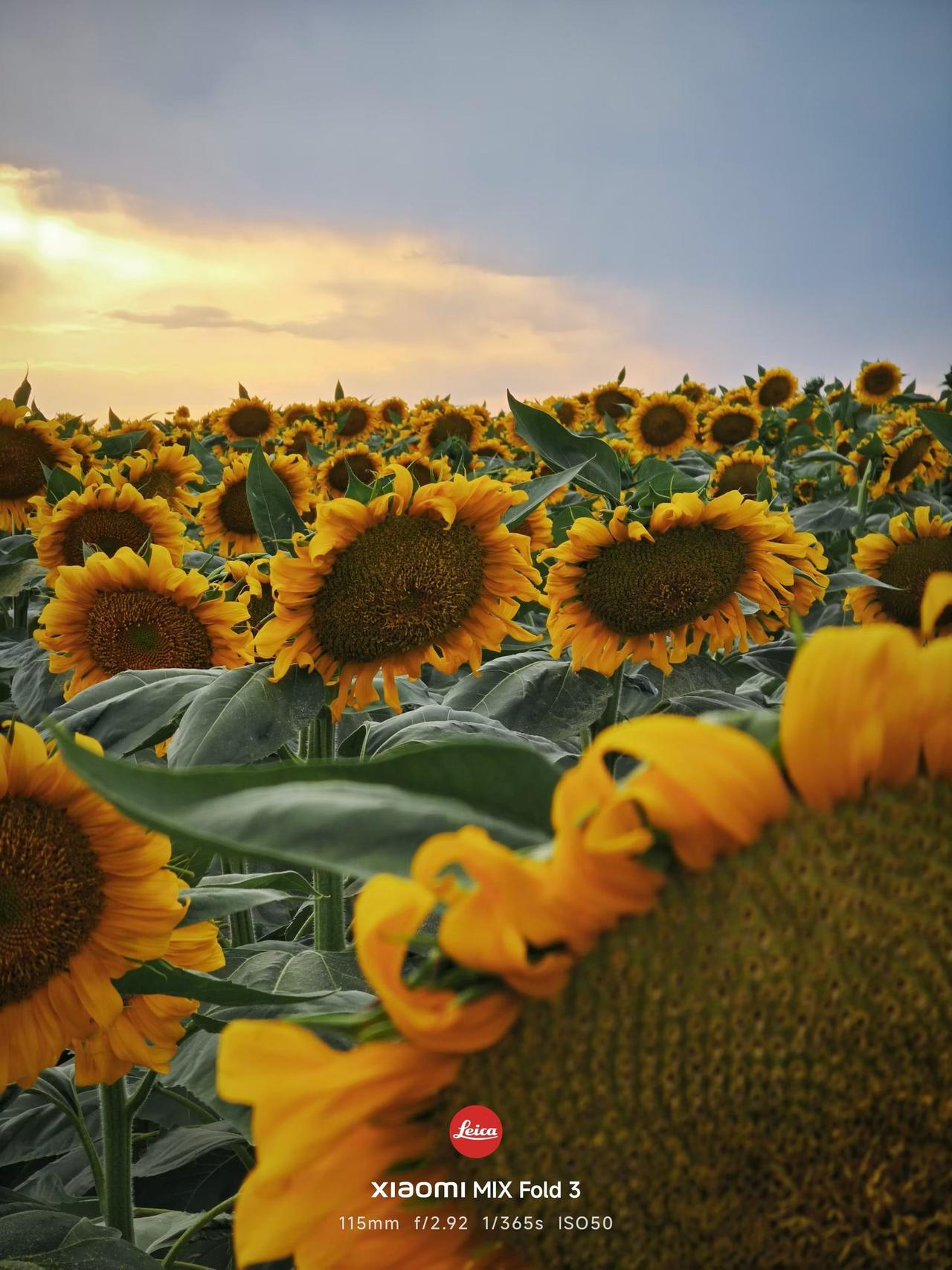 🌻🌻🌻奔赴阿勒泰·哈巴河万亩葵园，走进洽洽源头种植基地实地溯源。探寻为什么