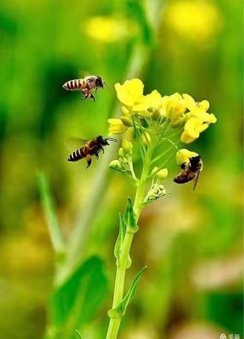 真正厉害的人，从不在外争输赢，只在心里守安稳。