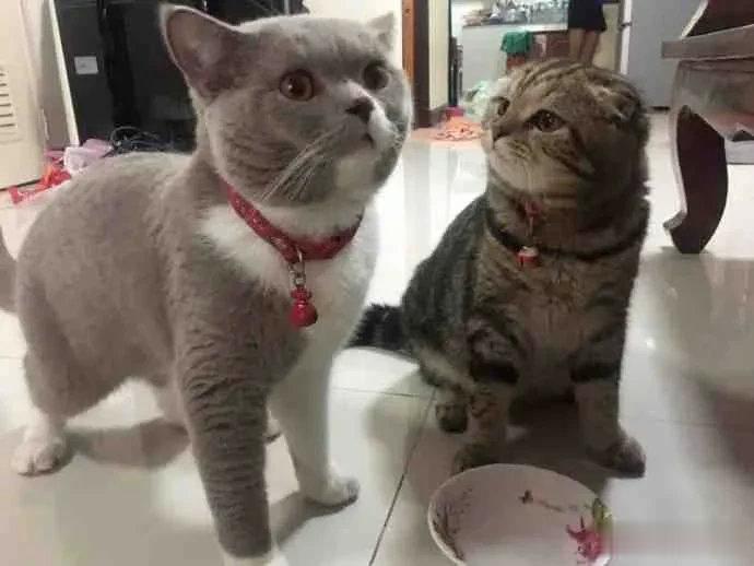 猫粮被同伴吃完了～