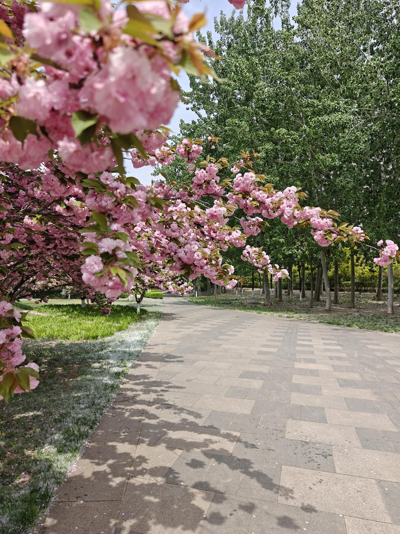 春天的气息，拍于4月中旬的汾河公园附近。春光明媚、百花盛开，天气已经一天比一天热