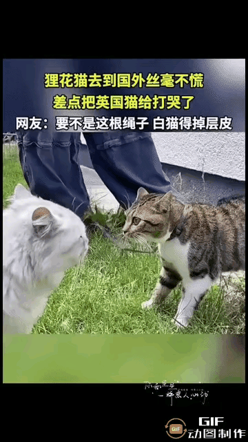 谁能想到，一只漂洋过海的狸花猫，刚到英国就上演霸气护地盘的一幕。