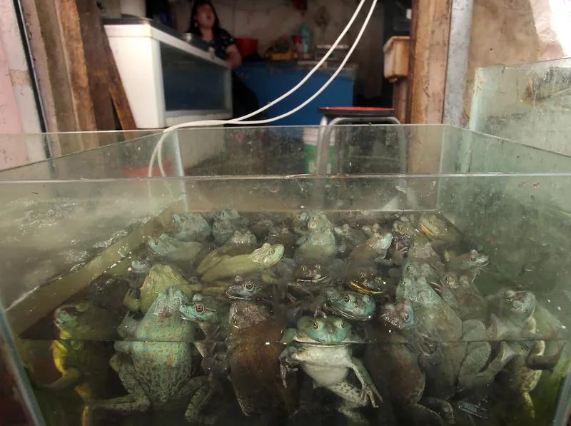 卖鱼人诚恳建议大家，虾、牛蛙、鲈鱼应尽量减少食用，因其养殖过程中药物使用过量。水
