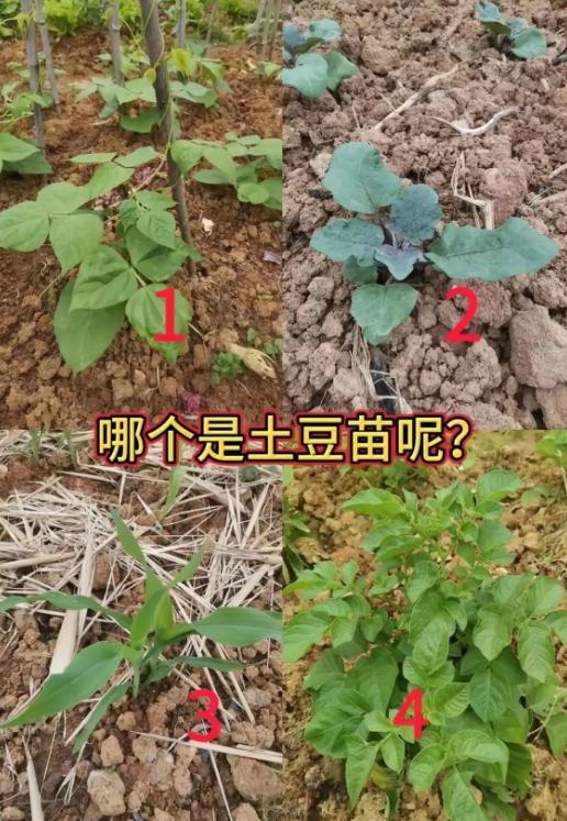 四种庄稼幼苗摆一起，能认出土豆苗的真没几个人现在扎根田间种地的人越来越少，很多