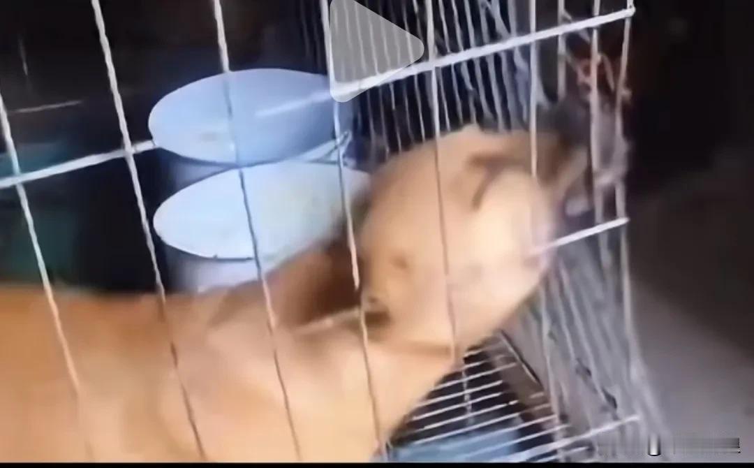 狗肉馆里那些即将被宰杀的狗狗，心里明白要是不逃跑就只有死路一条，而逃跑的话或许还
