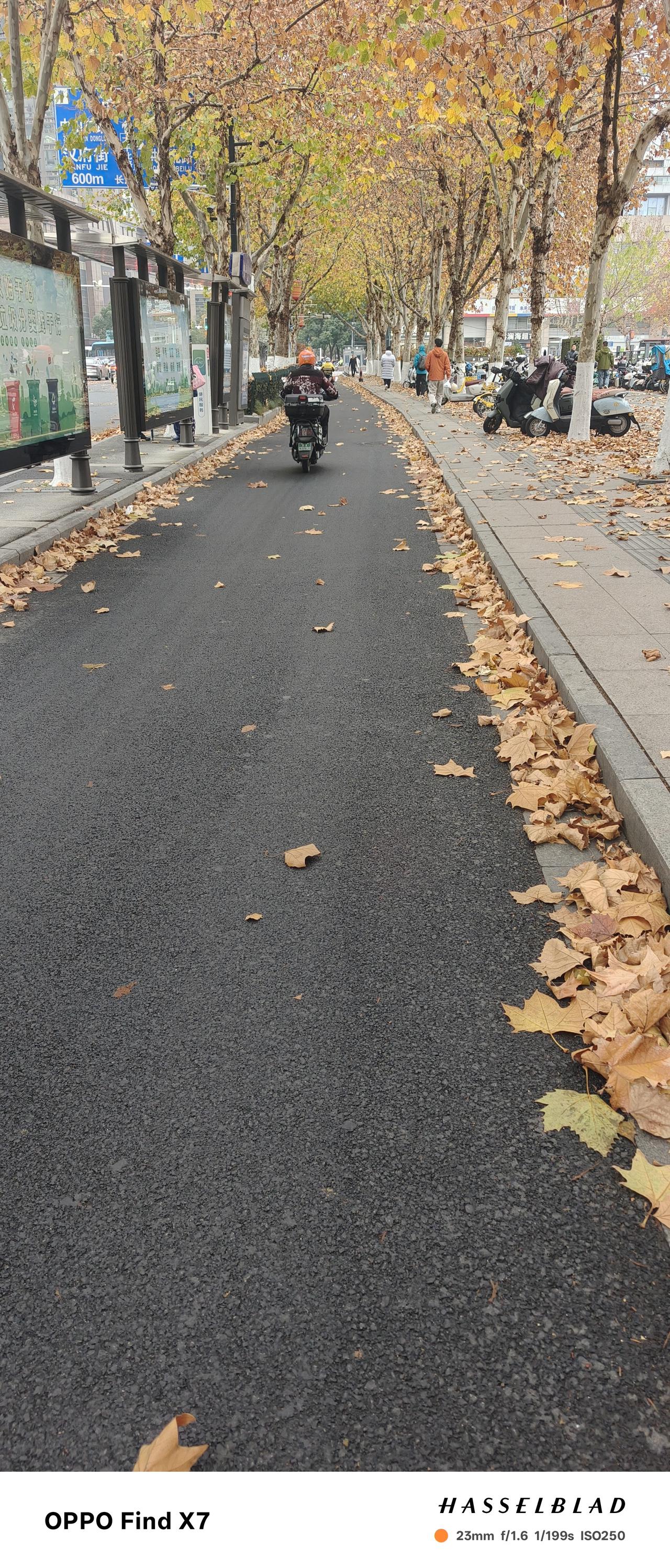 南京街头的梧桐树，前两天早上那么冷，早晨看到四个环卫工在1912街区打扫落叶，整