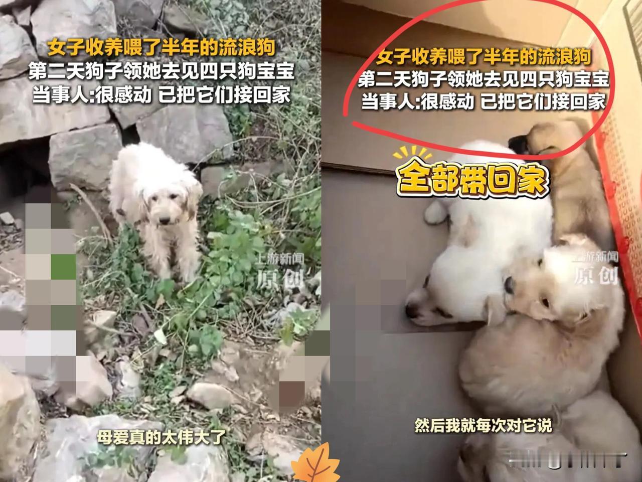 “太有灵性了！”河南，女子一直投喂流浪狗，看狗子怀孕了，就开玩笑说了句“能不能以