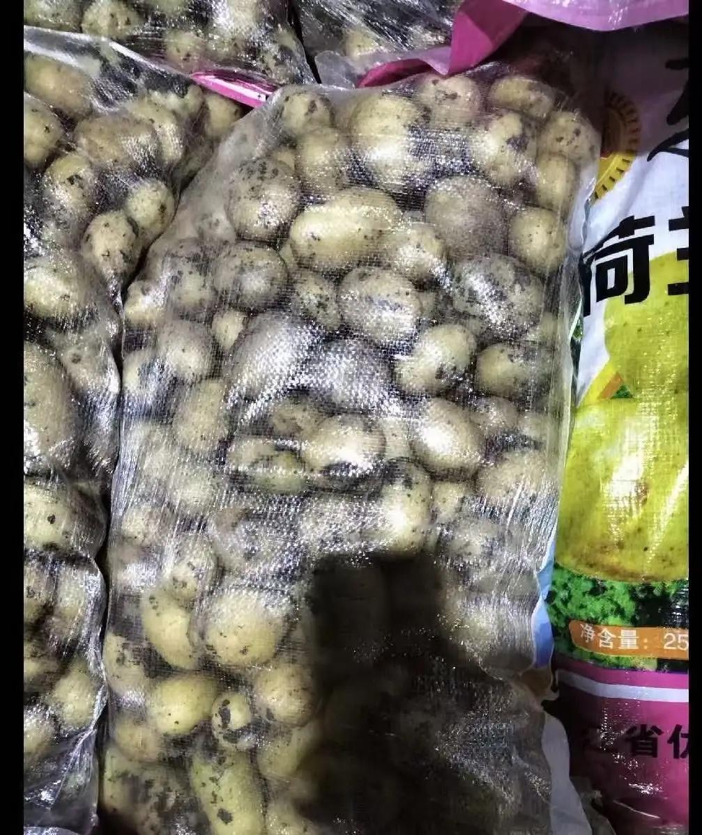 陕西商洛，男子拉了35吨土豆下高速，谁料到了收费站，工作人员说他拉的是土豆种子，