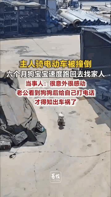 山东济南，一女子骑着电动车带着自家6个月大的小狗出门，不料，半路不小心被一辆三轮
