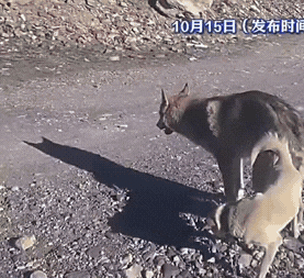 男子带着爱犬自驾游。第二天醒来时却被车窗外的一幕吓到——他的狗子正在与一匹野狼亲