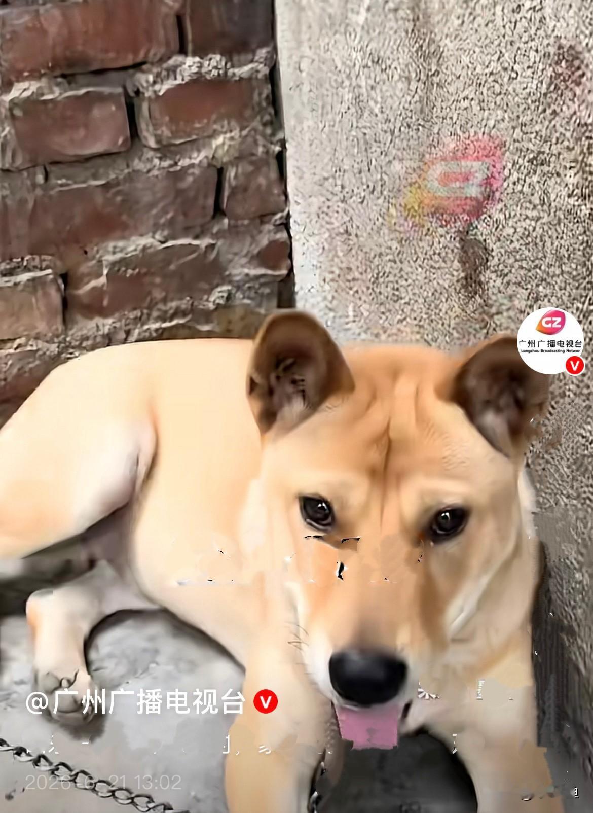 太惊险了……近日，山东一男子正在厨房燃气灶前煮粽子，家里的大黄狗突然不对劲了，