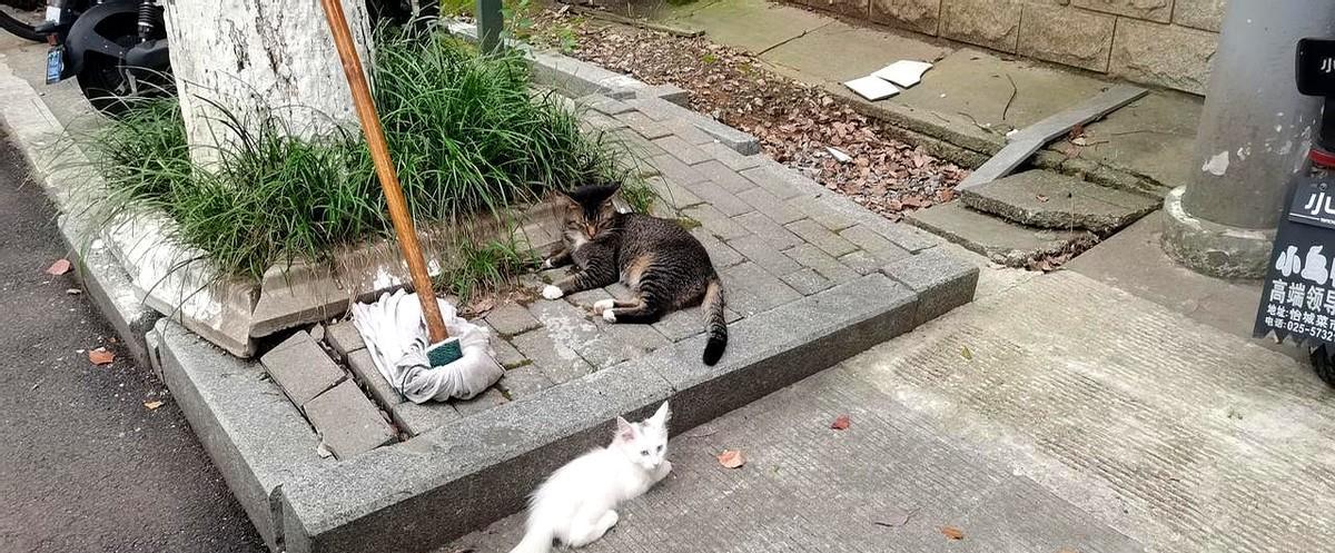 五十岁后别躺平,慢跑不是年轻人的专利。每周三五次,三十分钟,腿不累,心却亮了。