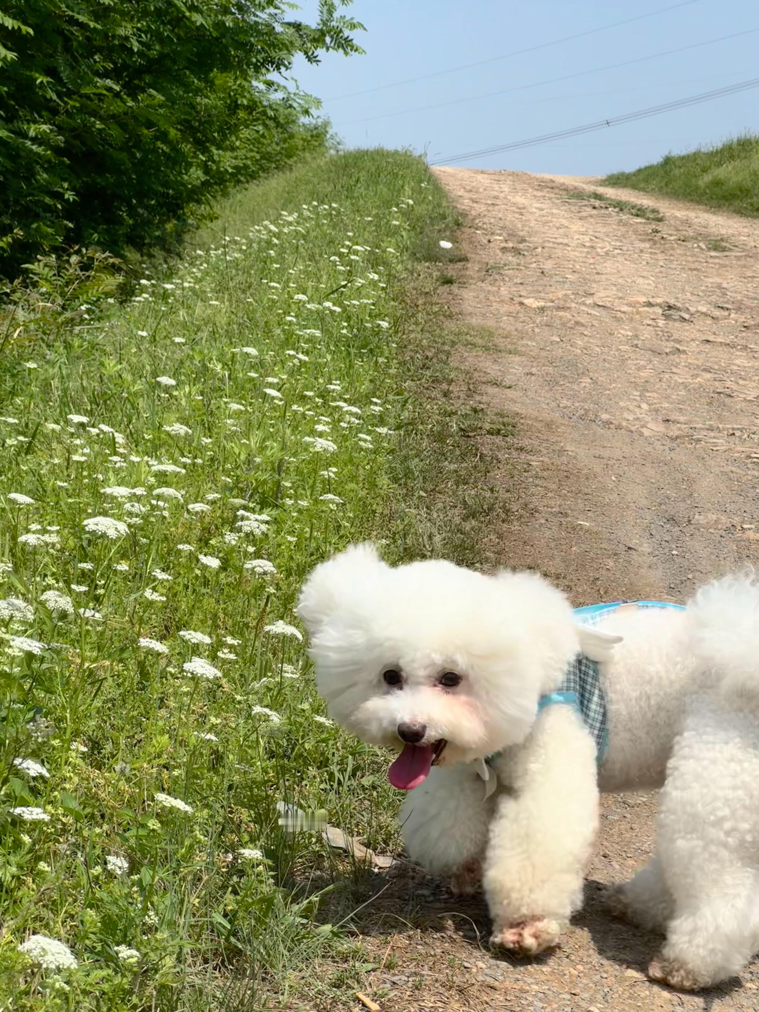 去露营皮卡好开心🐶脏脏修狗！​​​