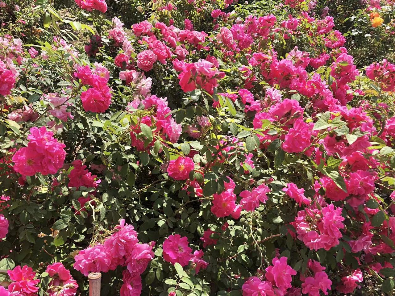 看淡人生,善待自己,你做到了吗?看淡人生、善待自己，说起来容易做起来难啊。以前