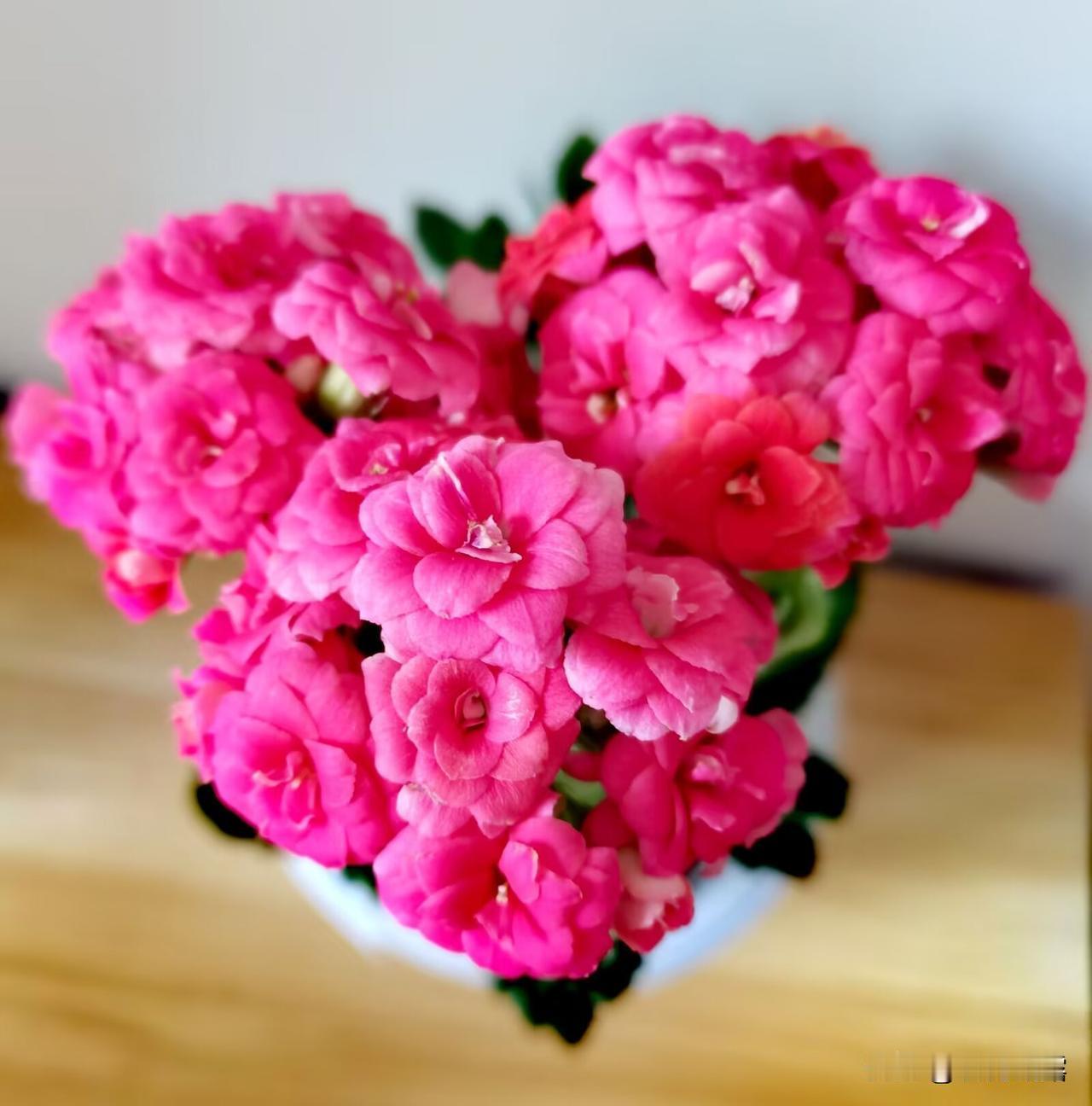 分享一组我家的长寿花，长寿花开，喜迎新春，花期长长，寓意美好，花开美丽，吉