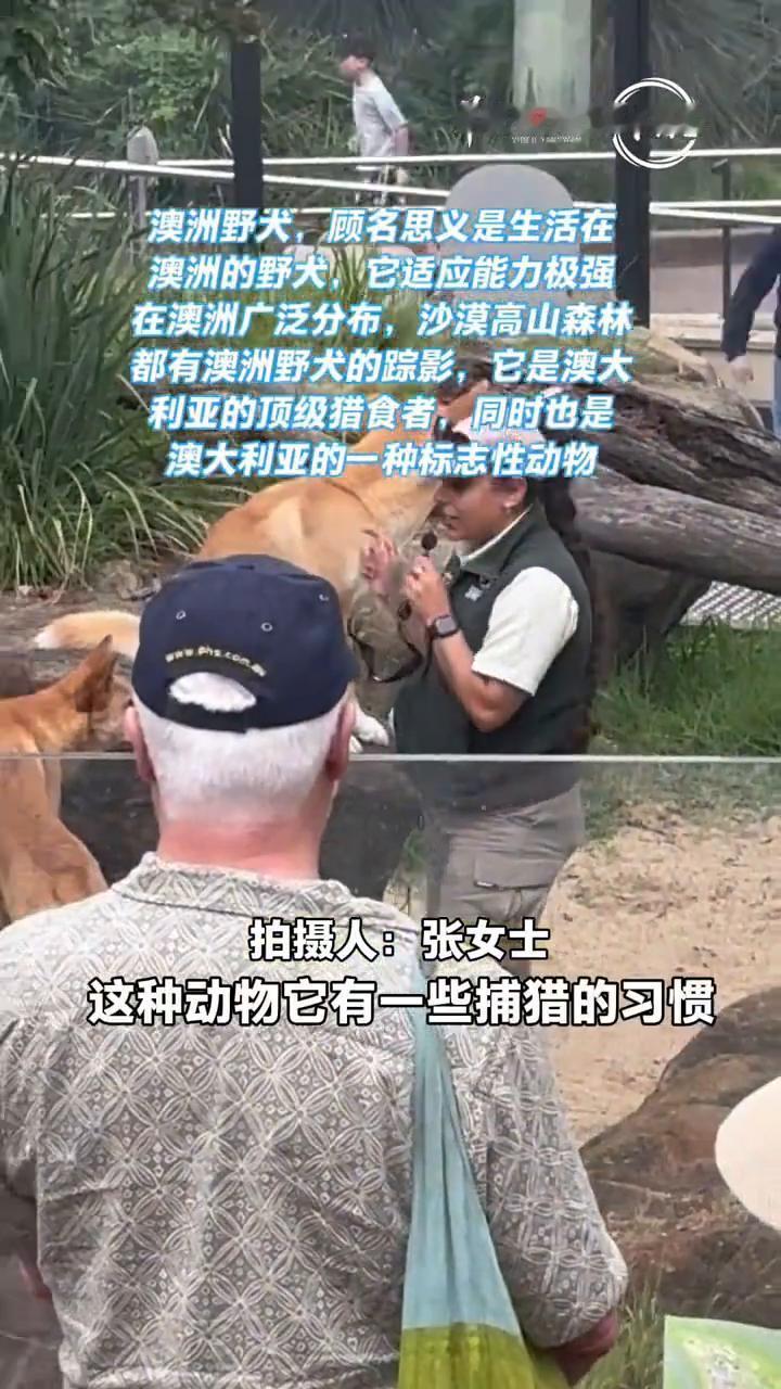 网友在澳洲动物园拍到熟悉身影，