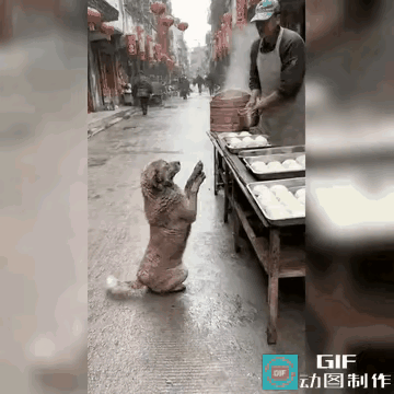 狗妈妈的奶水不足，四个孩子在垃圾堆旁又冷又饿，再不喂点吃的可能就会饿死了。垃圾