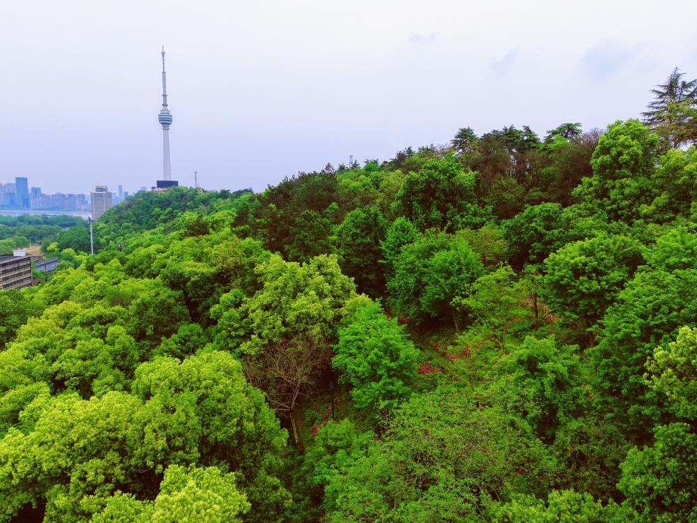 【龟山杜鹃：抓住春天的尾巴】4月17日探访龟山杜鹃花园，花开已一周，如今正值尾声