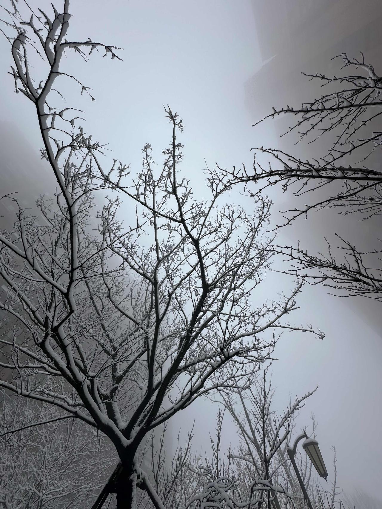 济南今天美暴了，到处都是玉树琼枝！一夜春雪飘飘，早上起来就被窗外的景色吸引。