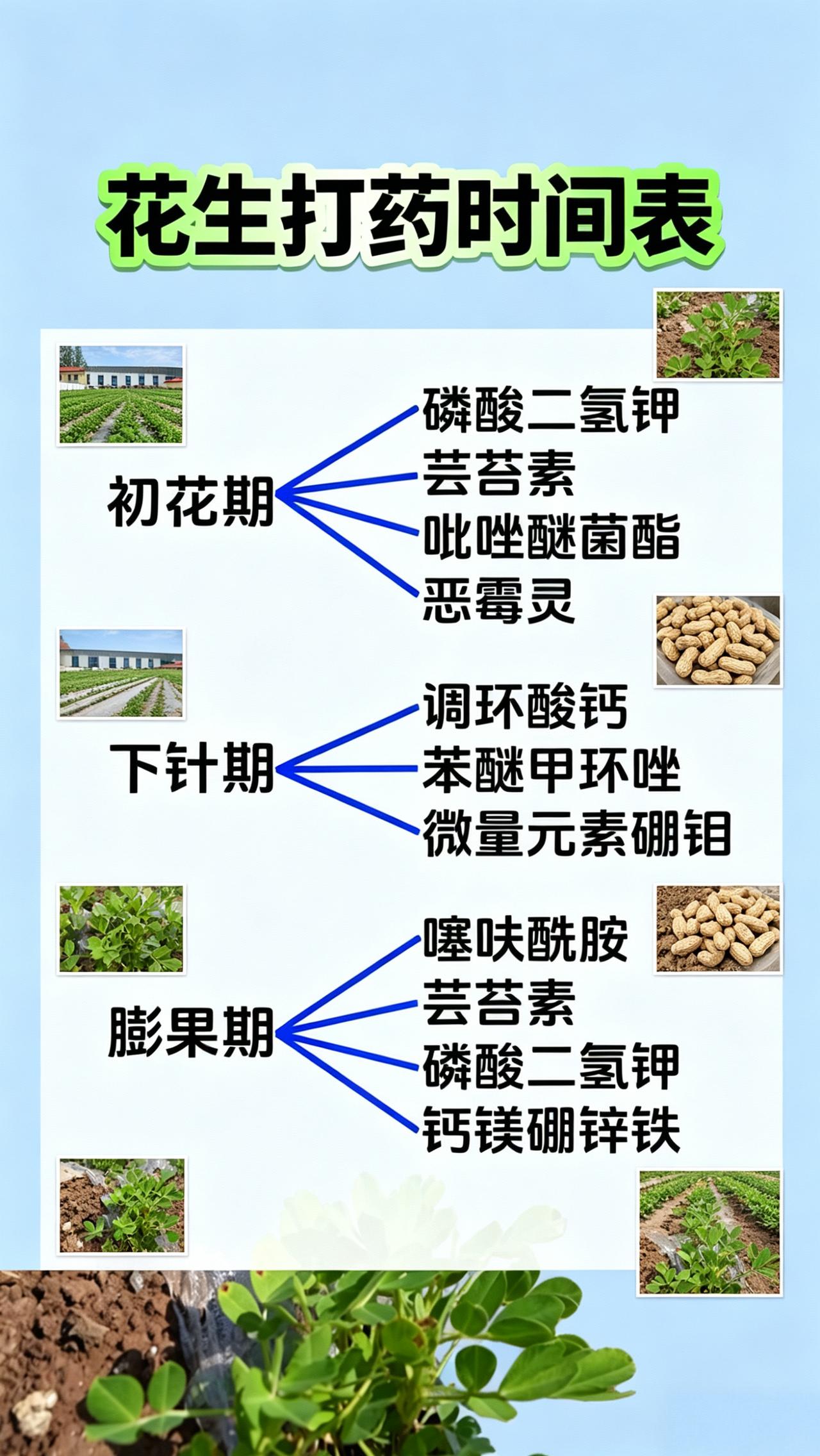 花生种植病虫害防治叶斑病夜蛾