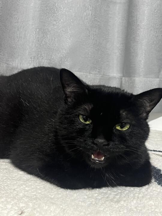 小猫：（呼吸）