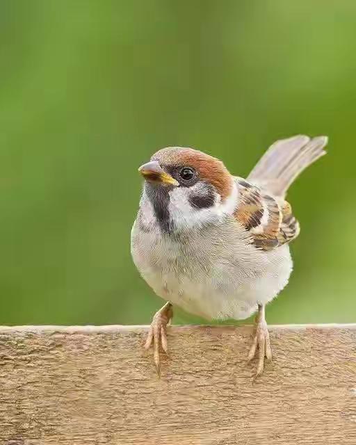 我们那叫“小虫（雀）”，你们那里叫什么，你说我是那里人？[笑着哭]