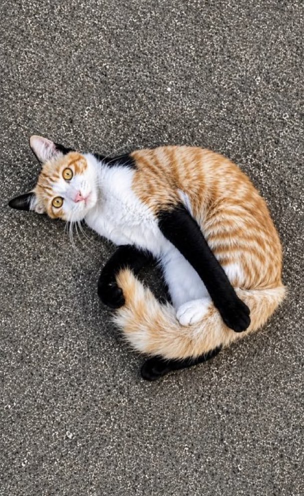 好优雅的猫咪，黑色手套太好看了可爱萌物​​​