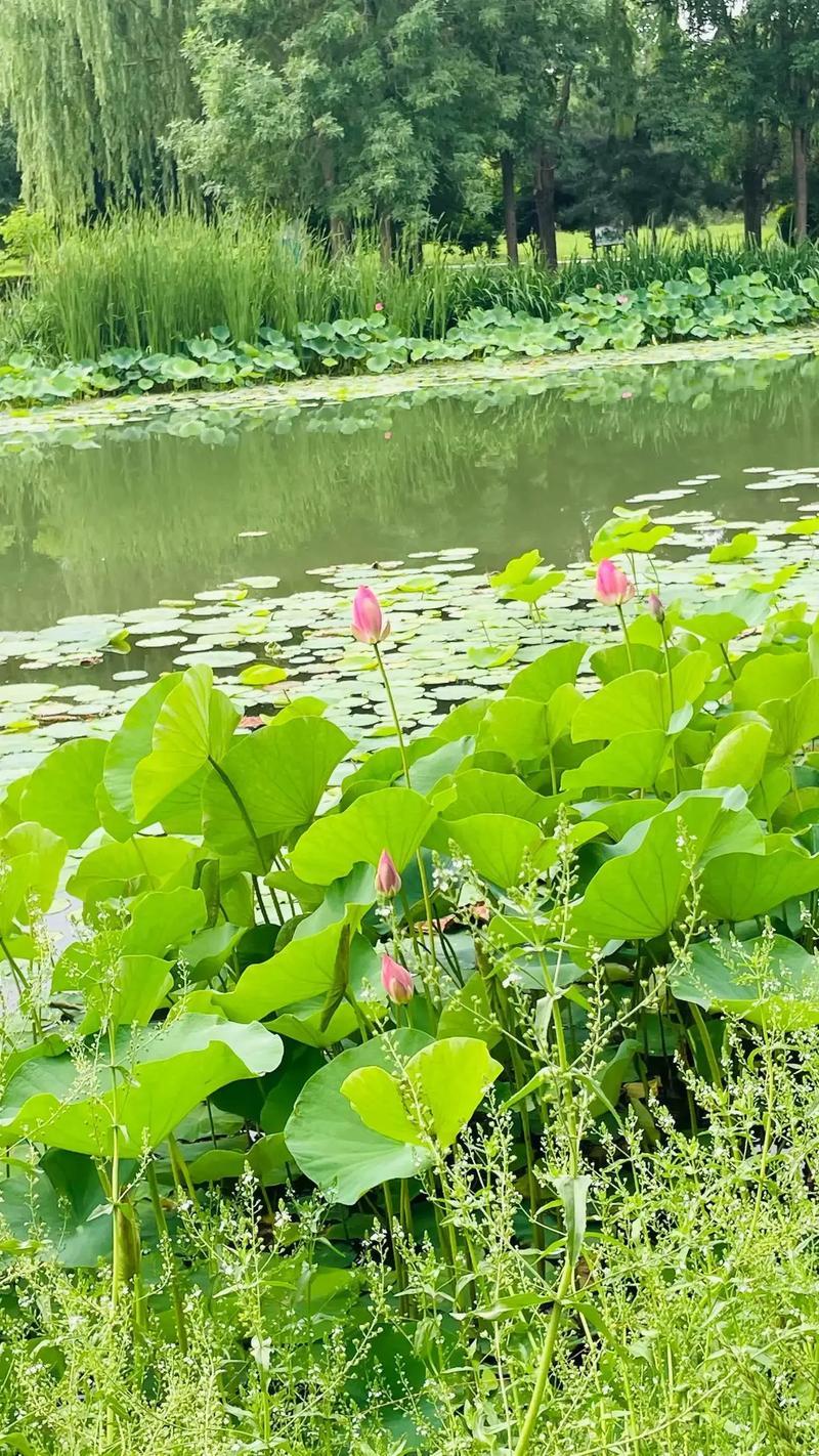 -8dh3IDbxVHadg“晨练”和“晚练”，哪个防病效果更好？