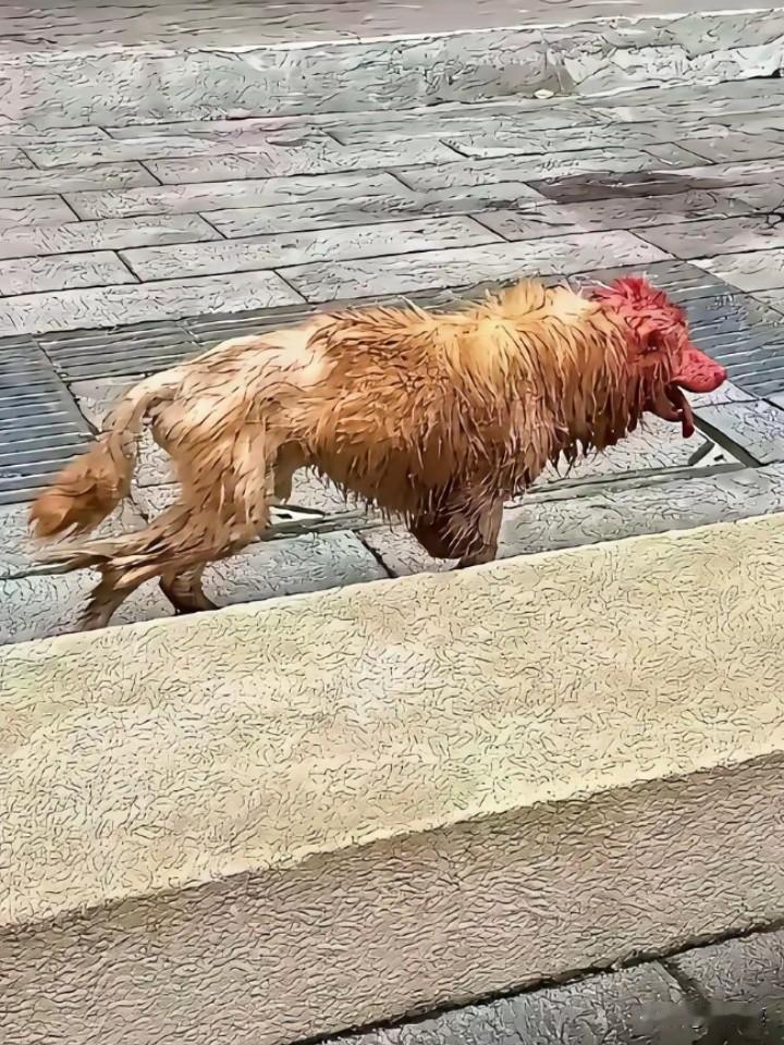 这只狗太让人心疼了，有只金毛狗从屠宰场里逃出来了！它真是九死一生，身上被棍子