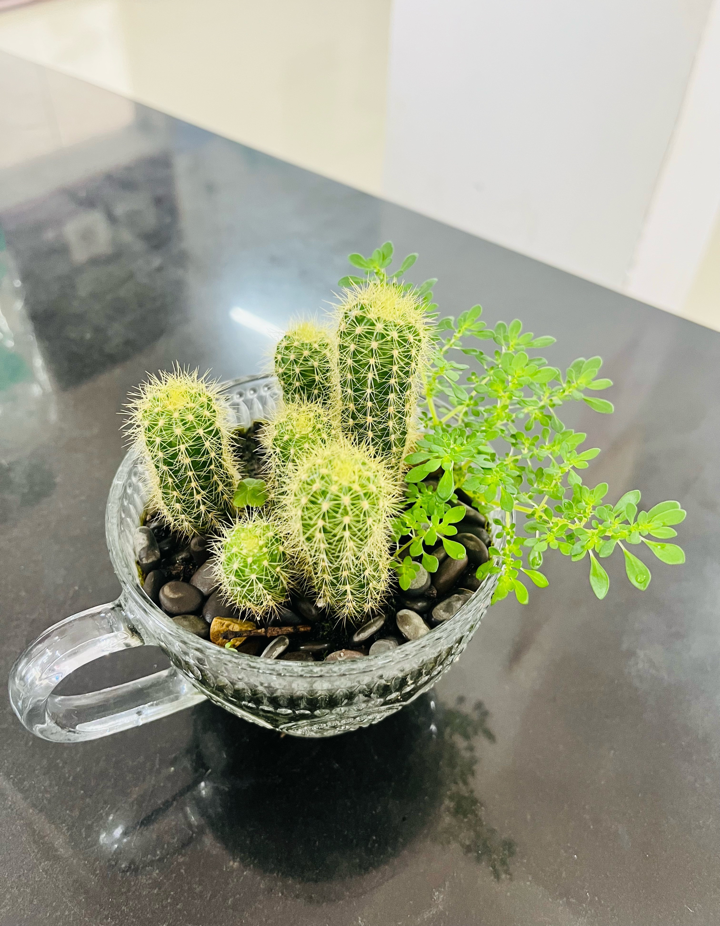 不得不说，我的杯栽真的很好看