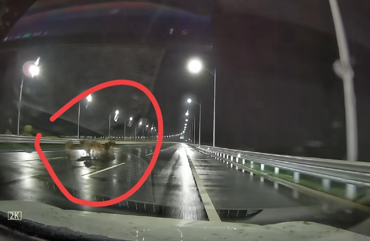广东小车撞5头牛，当地网友透露，事发阳江公路，不是高速，路过视频车拍下撞击过程，