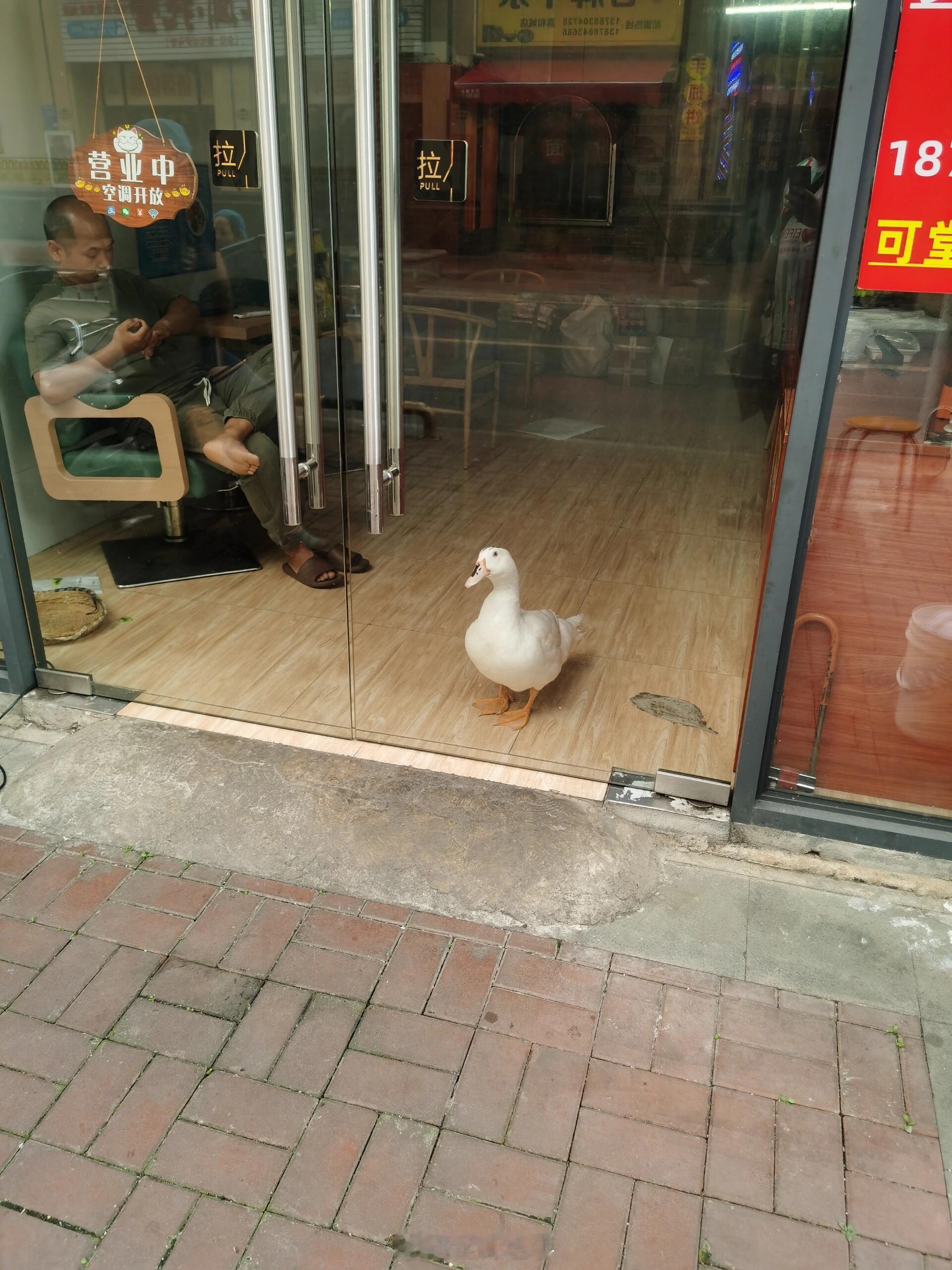 烤鸭店的老板养了只宠物鸭[捂脸哭]遇见春天春日放个疯​​​
